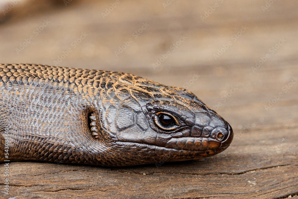 Black King Skink in Western Australia