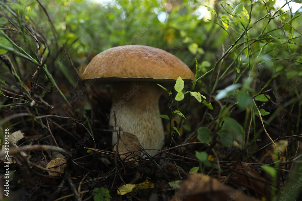 Fresh wild mushroom growing in forest, closeup