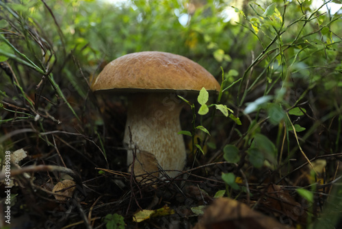 Fresh wild mushroom growing in forest, closeup