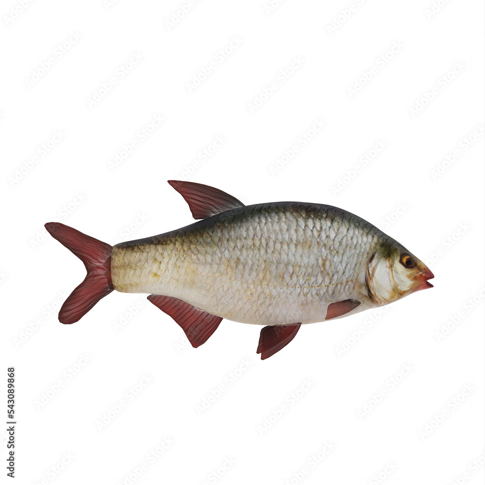 Fototapeta premium Redeye bass fish isolated