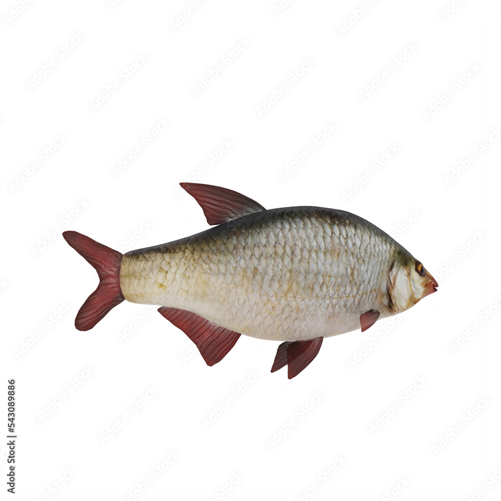 Redeye bass fish isolated