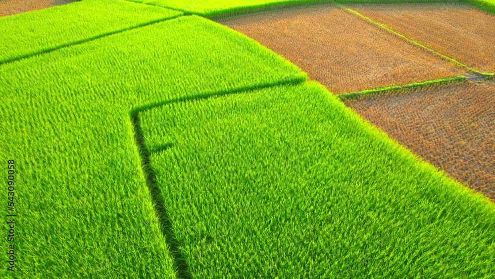 Aerial video of drones flying over rice and beautiful landscapes (Nan Province, Northern Thailand). Agriculture industry in Asia. food industry. Green and yellow nature background. travel concept. 4k
Aerial video of drones flying over rice and beautiful landscapes (Nan Province, Northern Thailand). Agriculture industry in Asia. food industry. Green and yellow nature background. travel concept. 4k