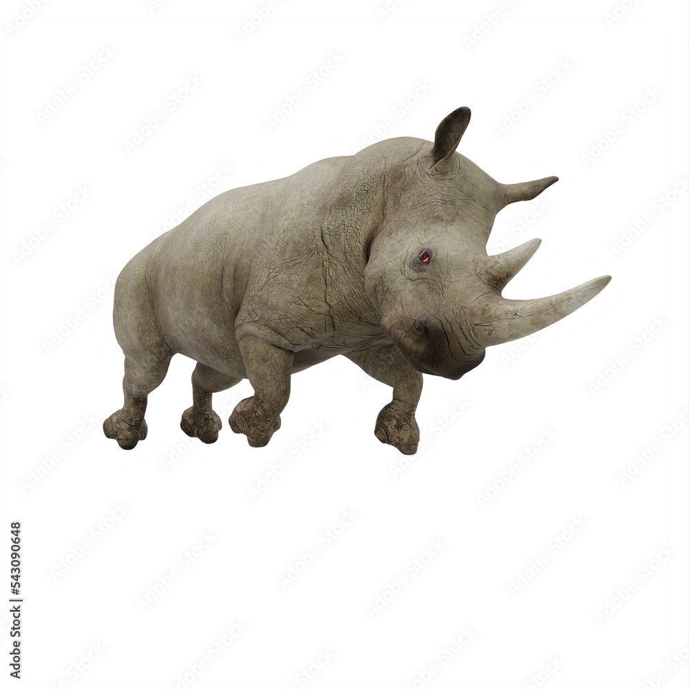 Obraz premium rhino isolated on white
