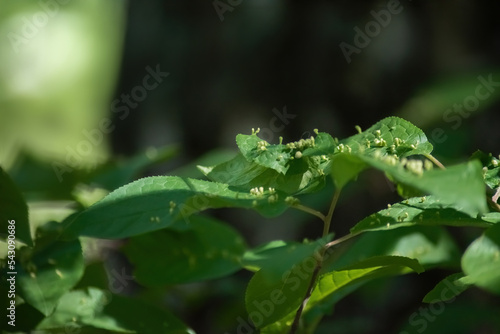 leaves infected with parasites by ticks, close-up