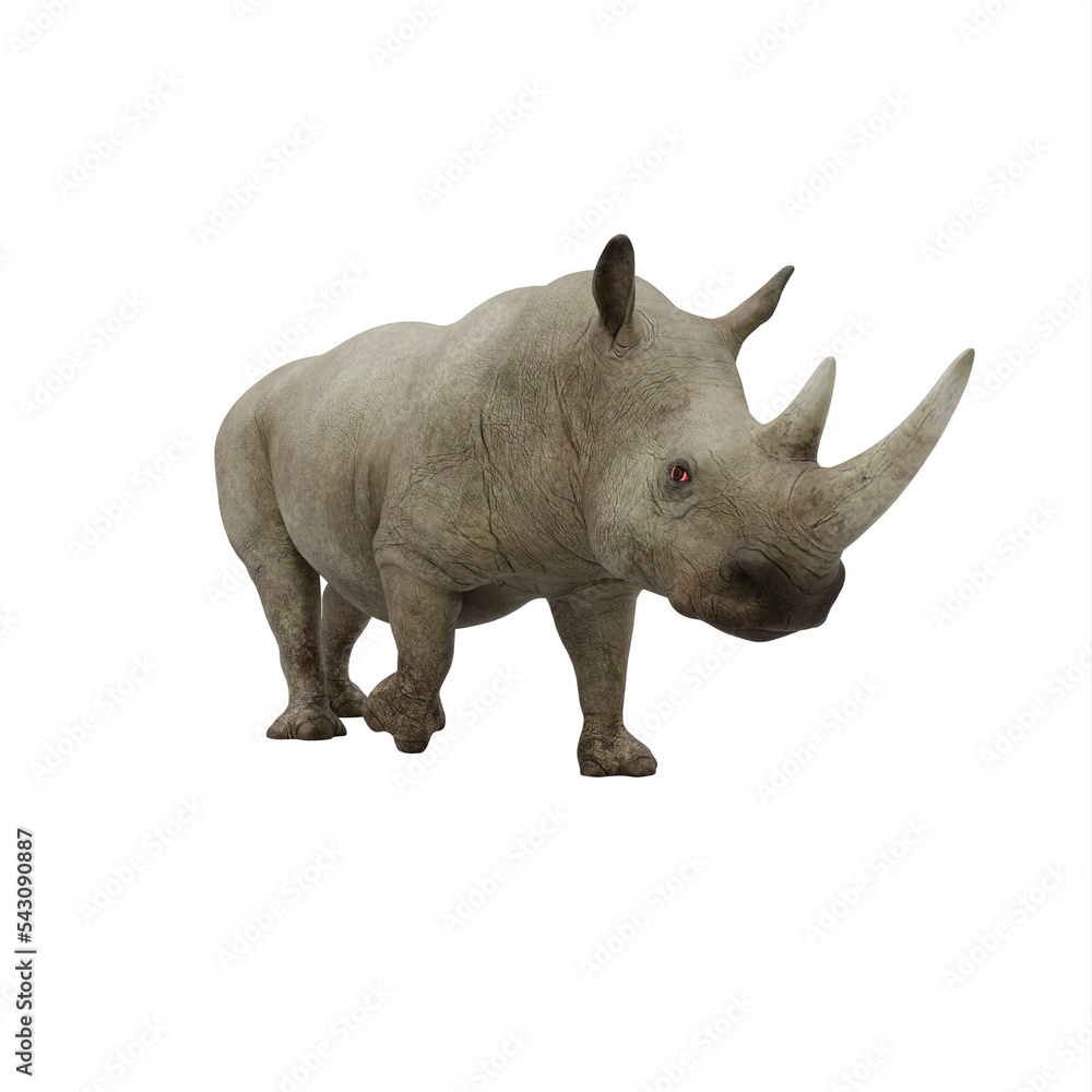 Obraz premium rhino isolated on white