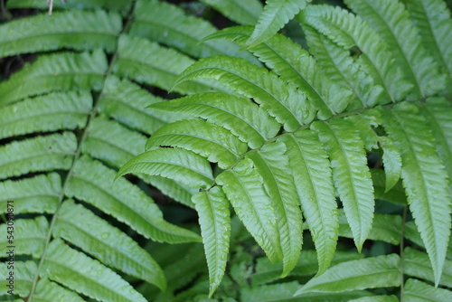 Green fern with a natural background. Indonesian call it pakis and use it as food photo