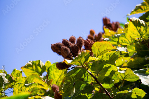 Urucuzeiro is a tree whose fruit is annatto, from which paprika is extracted. photo