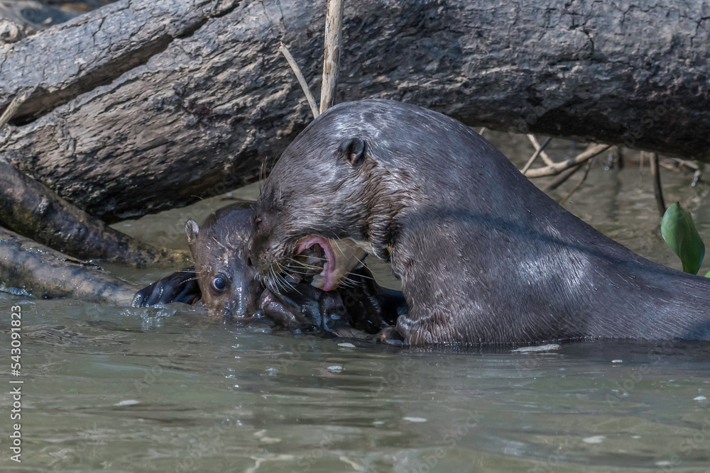 Obraz premium Giant otter eating as anxious pup looks on