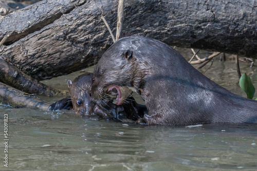 Giant otter eating as anxious pup looks on
