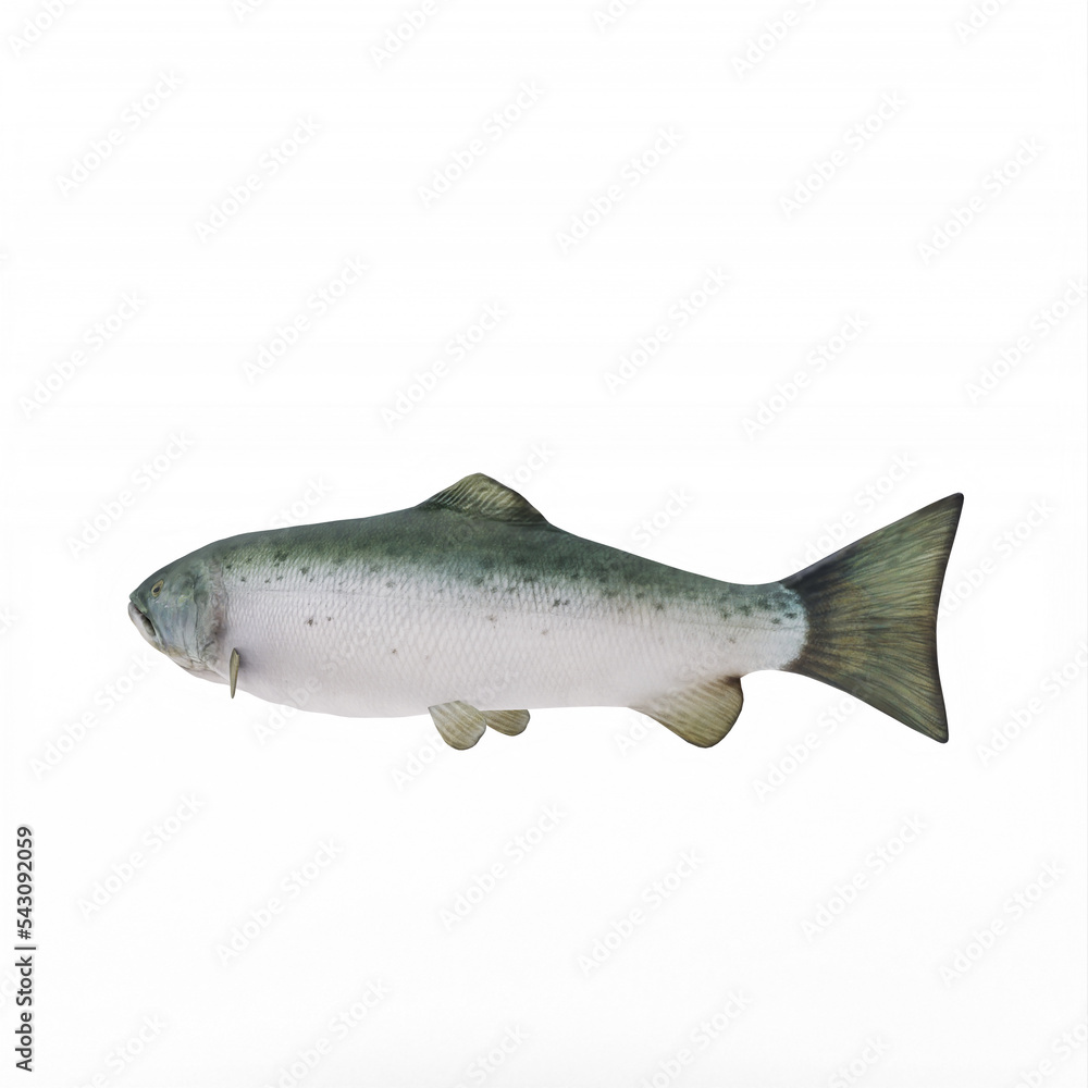 Obraz premium Salmon fish isolated