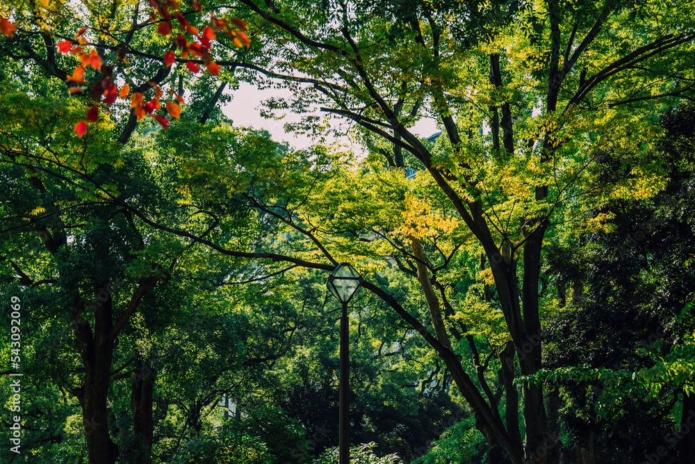 Naklejka premium 公園