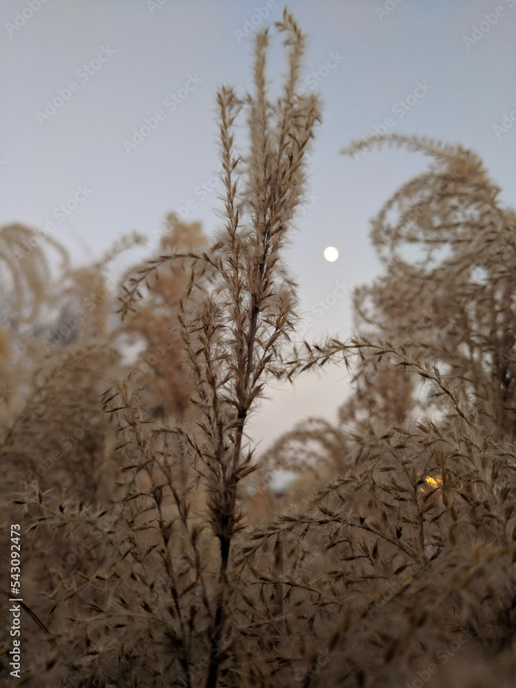Obraz premium Tallgrass during dusk