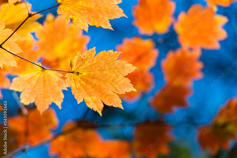 紅葉の背景素材　秋イメージ