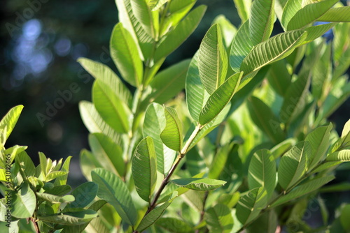 Beautiful green leaves. Greenish guava leaves closeup view. Healthy leaves for diabetes. Help to reduce the fat of human body