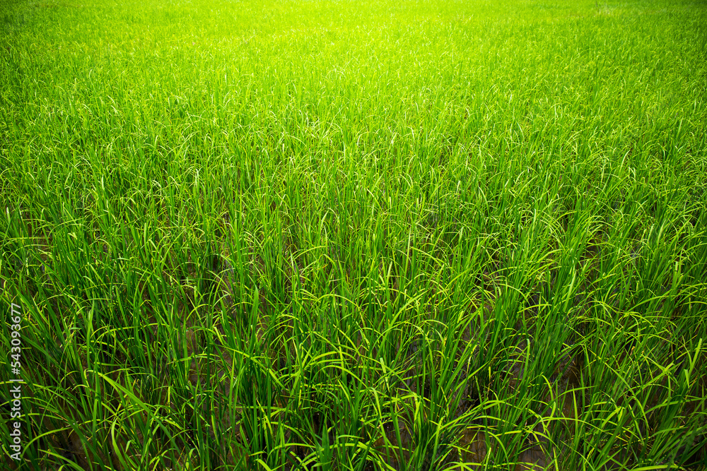 Morning sunrise, Green young rice plants are growing in paddy field with rain water. Agricultural lifestyle concept of Thailand.