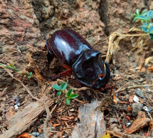 Rhinoceros beetle Allomyrina dichotoma photo
