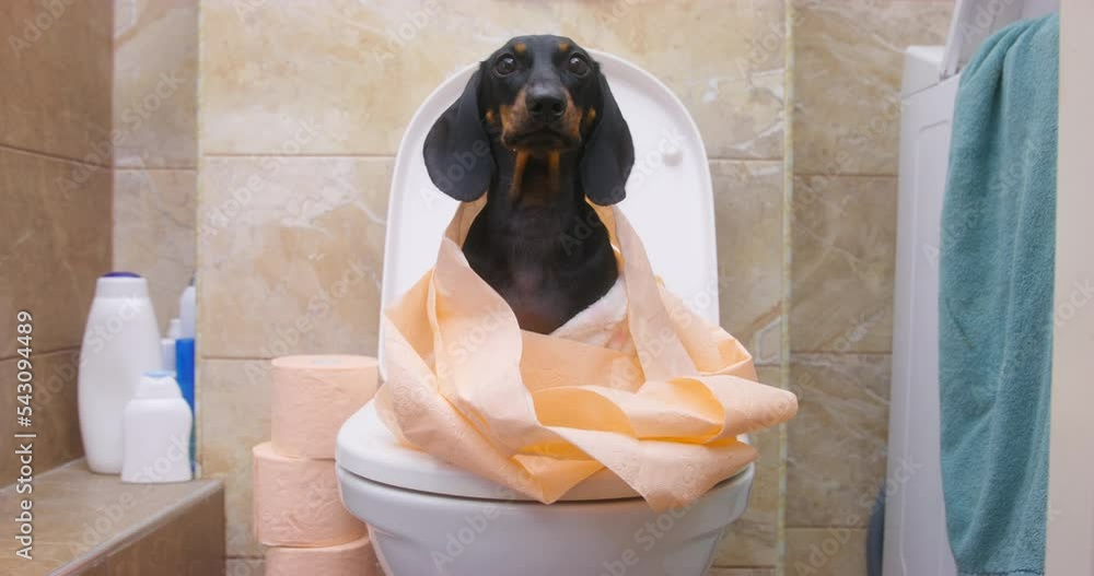 Dog sits in toilet on neck hangs unwound toilet paper. Morning children