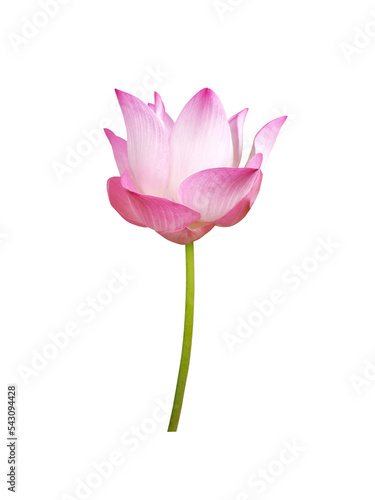 pink tulip isolated on white background. Waterlily (Pink lotus) blooming. 