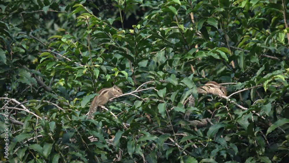 Two Indian palm squirrels play on a ficus tree
India wildlife and nature, 2022, Chambal forest Uttar Pradesh india
Two Indian palm squirrels play on a ficus tree
India wildlife and nature, 2022, Chambal forest Uttar Pradesh india