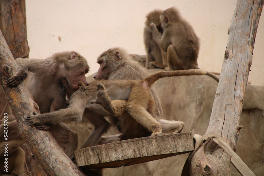 Naklejka premium szympansy