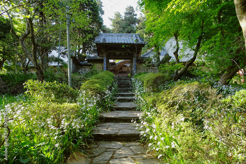 シャガ(Iris japonica)が群生する慈光寺の山門前／日本埼玉県比企郡ときがわ町 photo