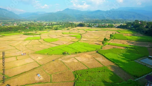 4K Aerial view of agriculture in rice fields for cultivation. a green and yellow rice field waving in the wind, green and yellow rice plants growing. agricultural industry in Nan, Northern Thailand
 photo