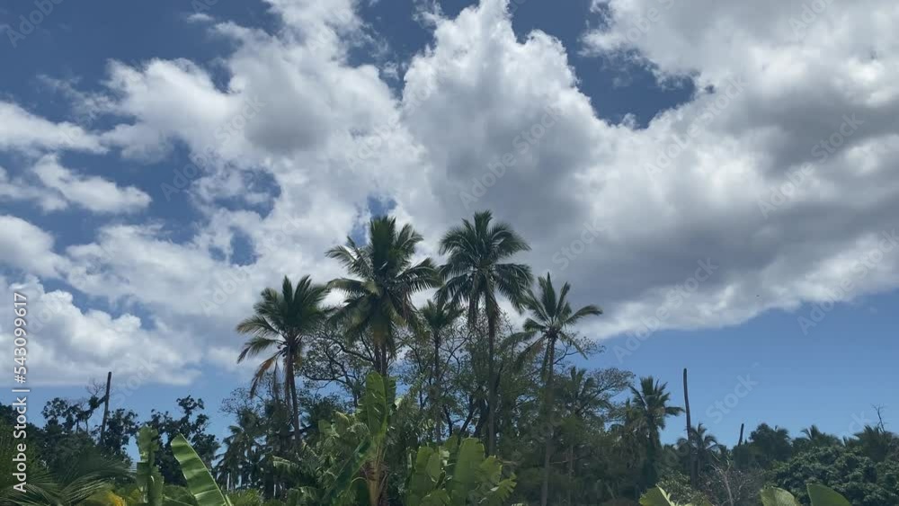 Tilt from top to bottom of cloudy sky and palm trees in Réunion island Tilt from top to bottom of cloudy sky and palm trees in Réunion island