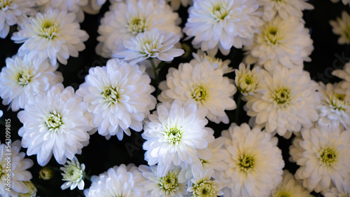 white chrysanthemum flowers