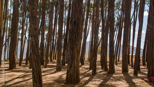 Eucalyptus forest near qenqo in cusco Peru