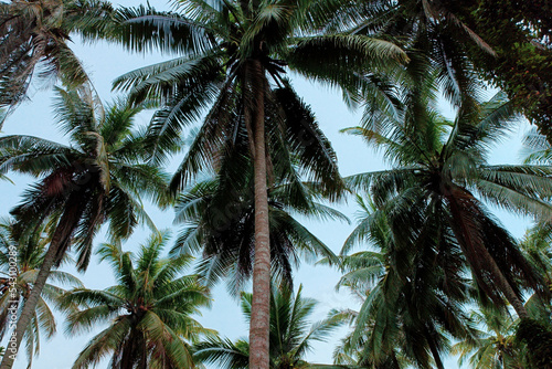 coconut tree beach sky background © Rakpong