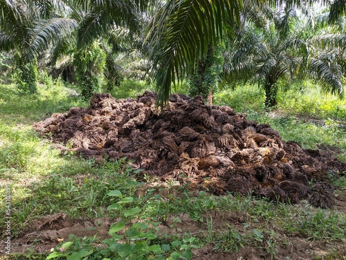 Oil Palm waste (janjangan kosong) in Kalimantan plantations is turned into organic fertilizer photo