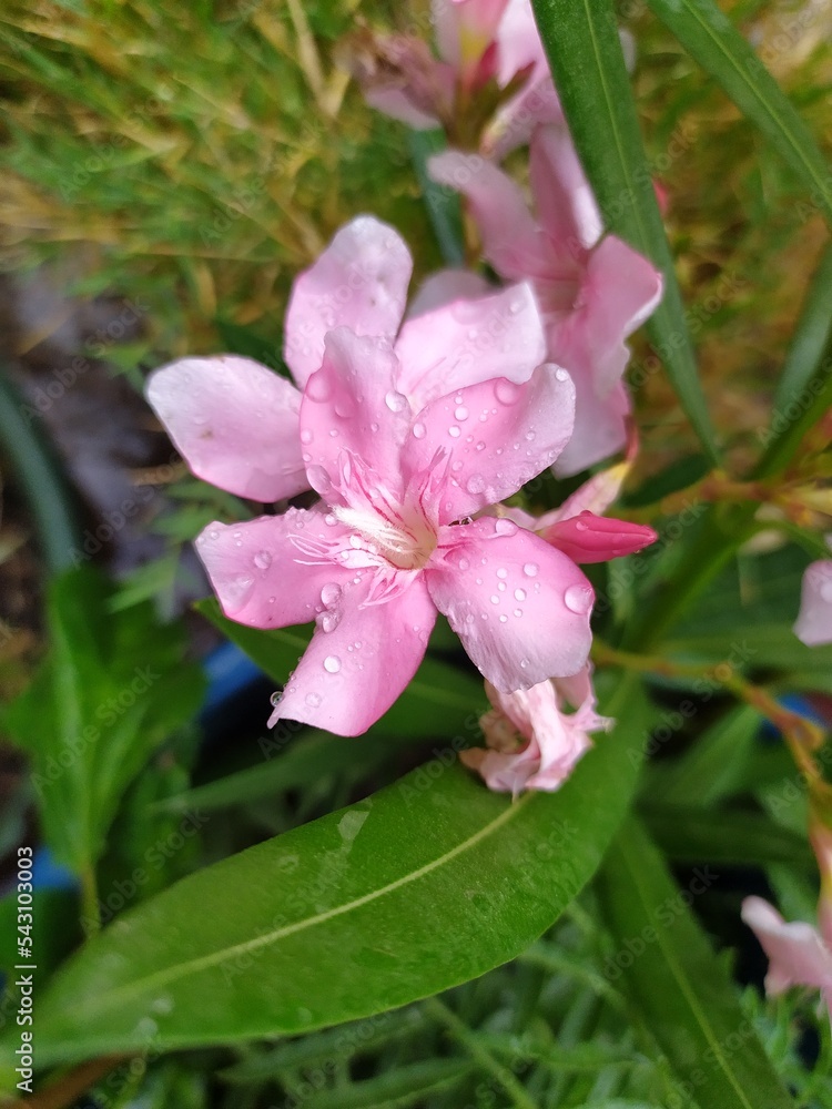 pink flower pink flower