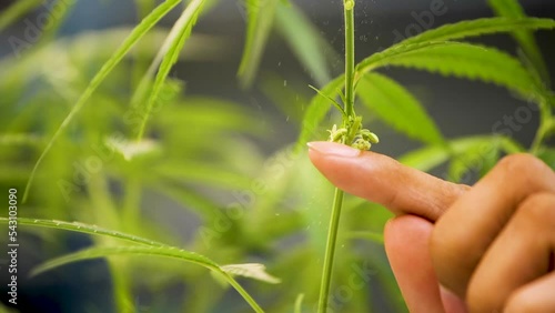 Cannabis flower male. Research studies on cannabis in the lab.