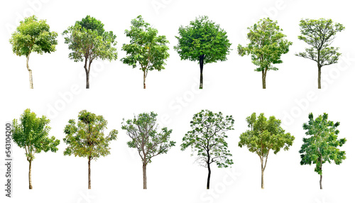 Collection Trees and bonsai green leaves and light yellow. Total 12 trees.