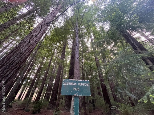 Redwood forest - Hanmer, New Zealand  photo