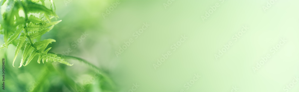 Natural dark green leaf texture with sun light use for nature background wallpaper cover page Natural dark green leaf texture with sun light use for nature background wallpaper cover page