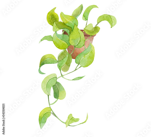 Watercolor scindapsus plant in pot photo