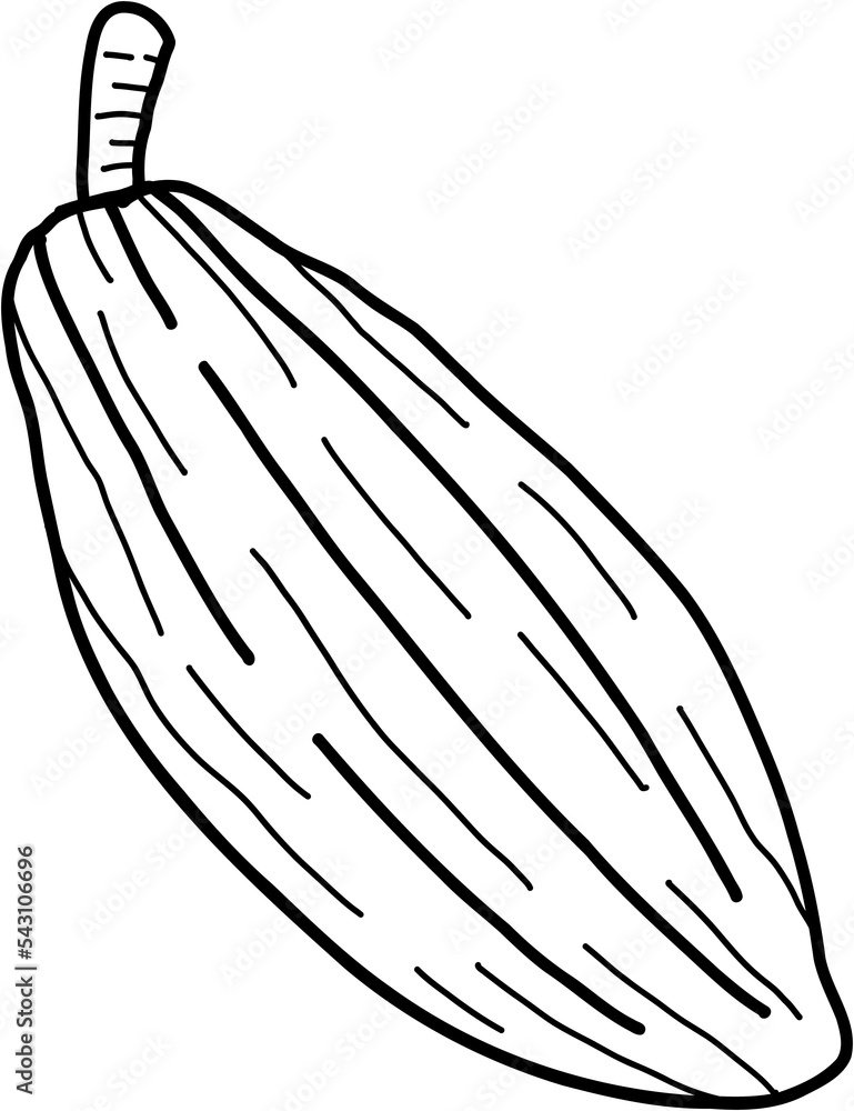 cacao fruit doodle freehand drawing. cacao fruit doodle freehand drawing.