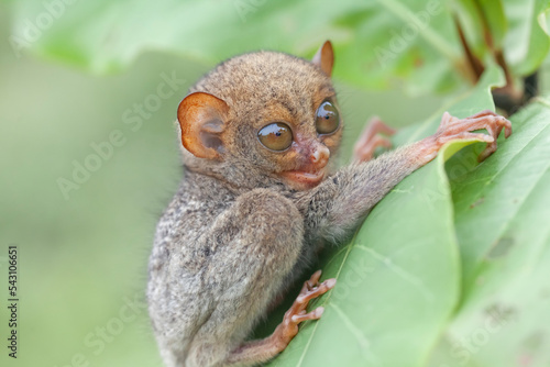 Small and Cute Tarsier photo