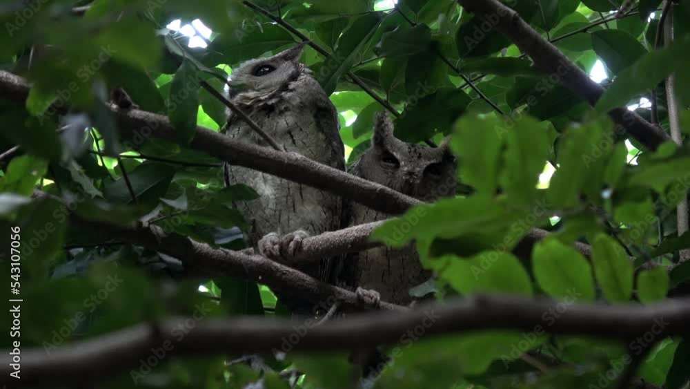 Two Indian Scops owl resting on a tree
India wildlife and nature, 2022, Chambal forest Uttar Pradesh india
Two Indian Scops owl resting on a tree
India wildlife and nature, 2022, Chambal forest Uttar Pradesh india