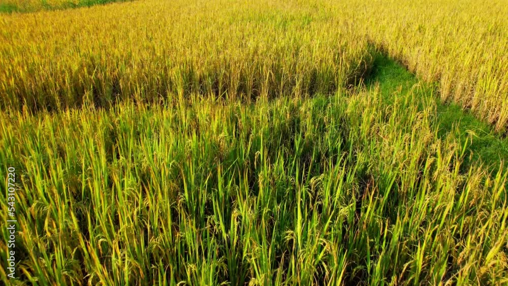 Aerial video of drones flying over rice and beautiful landscapes (Nan Province, Northern Thailand). Agriculture industry in Asia. food industry. yellow nature background. travel concept. 4k
Aerial video of drones flying over rice and beautiful landscapes (Nan Province, Northern Thailand). Agriculture industry in Asia. food industry. yellow nature background. travel concept. 4k