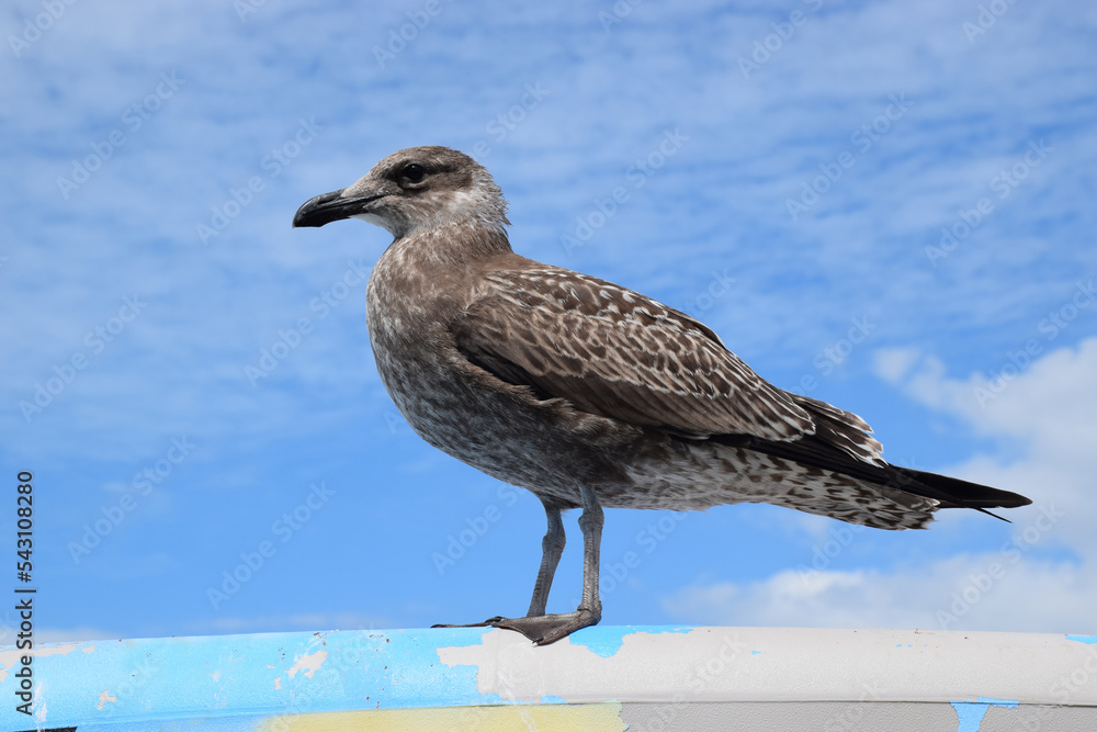 A gull pauses on the roof on a sunny day