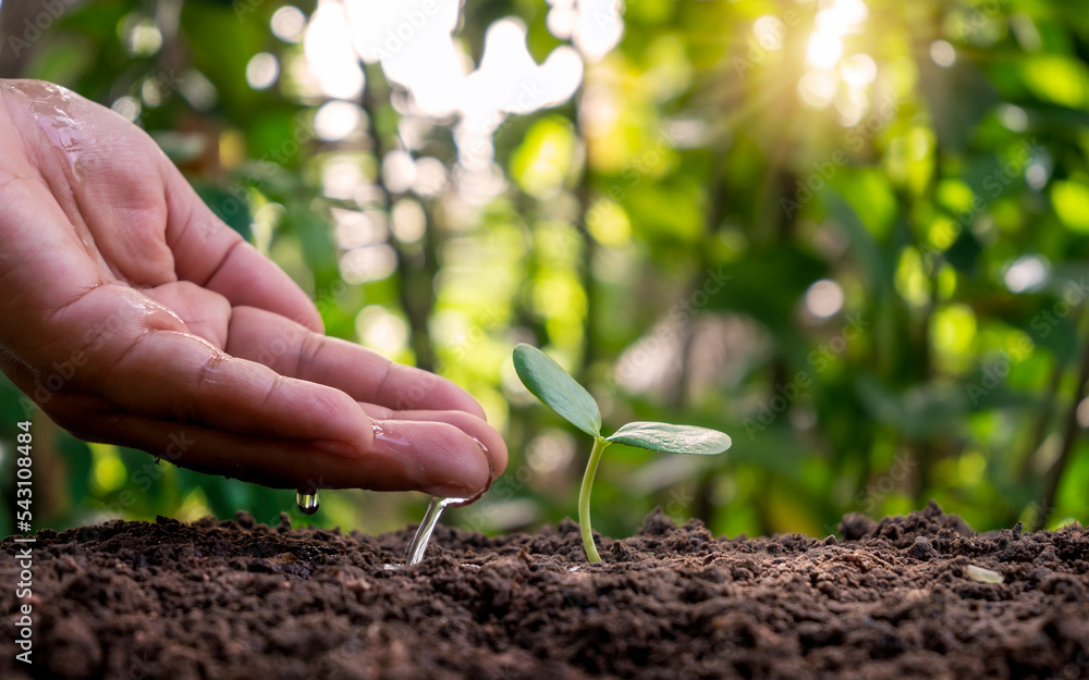 Hand watering plants that grow on good quality soil in nature, plant
