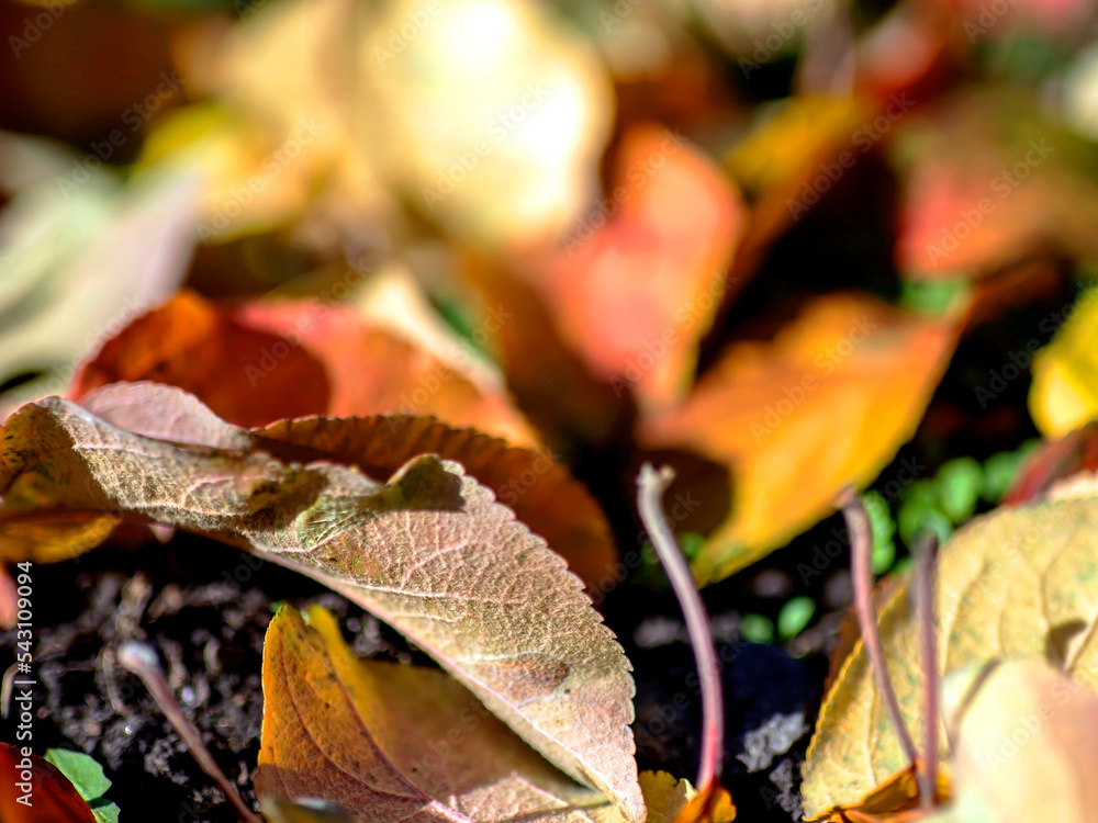 picturesque bright multicolored autumn leaves on the ground picturesque bright multicolored autumn leaves on the ground