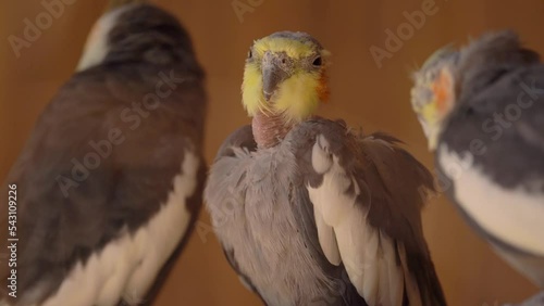 Cockatiels Lose moulting, stress, feather destructive behaviour or excessive preening photo