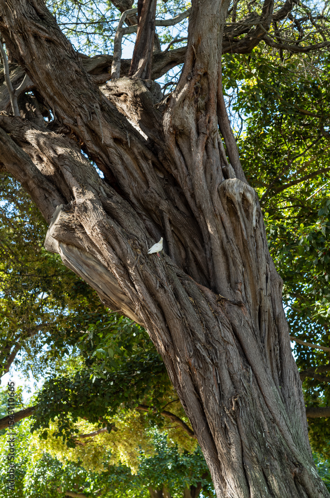 Old Brown Tree Trunk with a White Pigeon Nesting. Old Brown Tree Trunk with a White Pigeon Nesting.