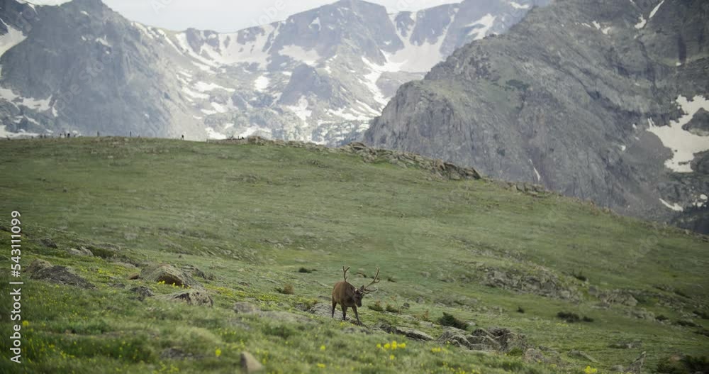 Wild Elk in Rocky Mountains Grazing Wild Elk in Rocky Mountains Grazing