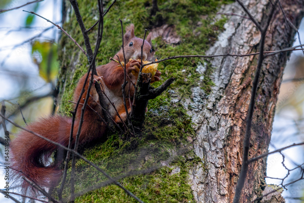 Fototapeta premium Ecureuil roux mangeant une noix perché sur une branche