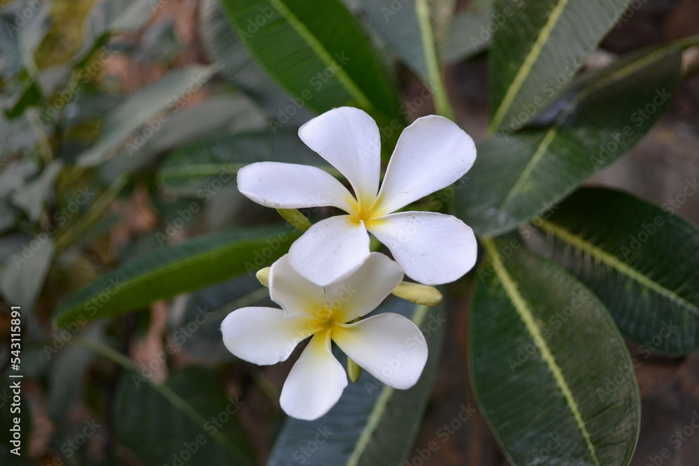 frangipani plumeria flower
frangipani plumeria flower
