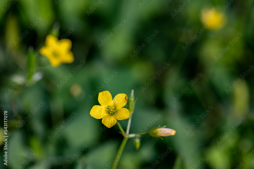 Obraz premium Oxalis dillenii flower growing in meadow